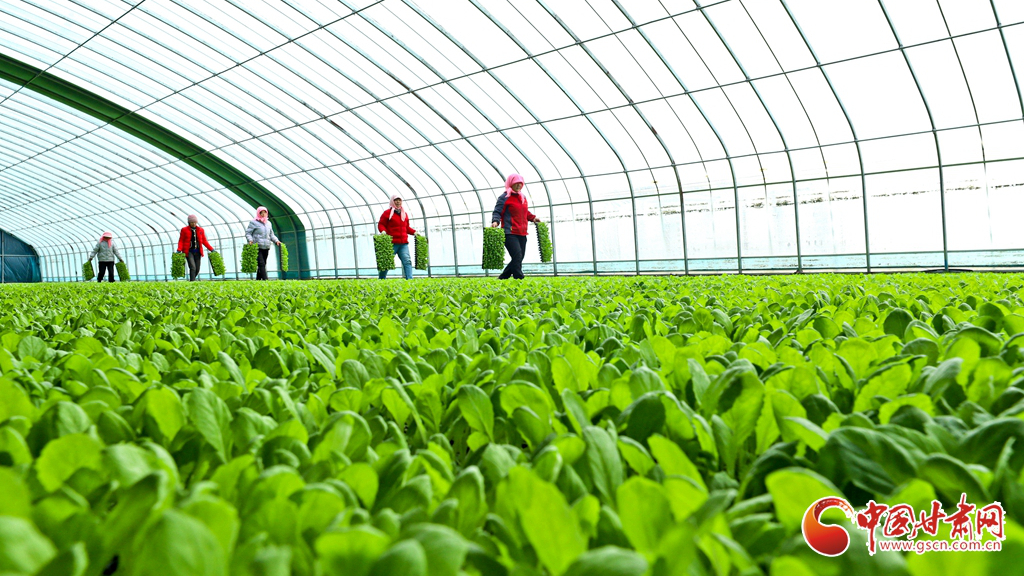 春动陇原·陇拍客丨高台:蔬菜育苗管护忙
