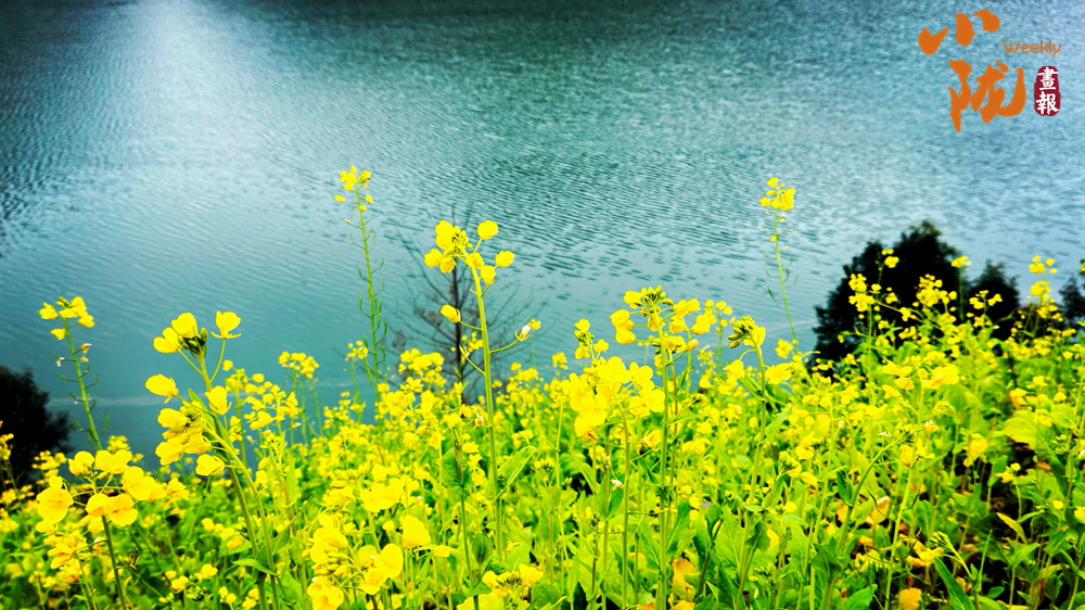 【小陇画报·473期】春到文县早 花开碧水间