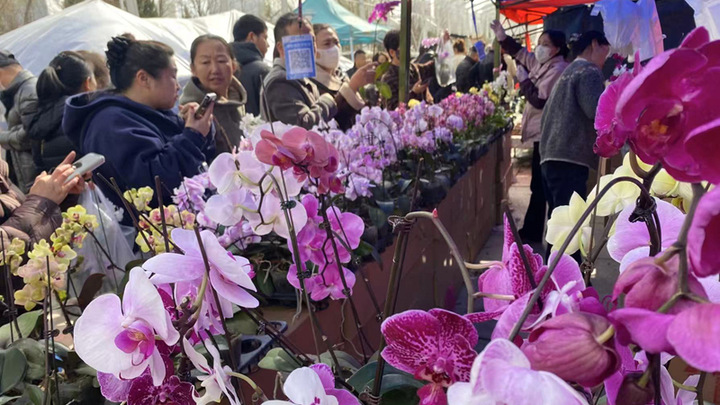 春意满金城 三月花如海——2026年兰州花卉展销会现场见闻