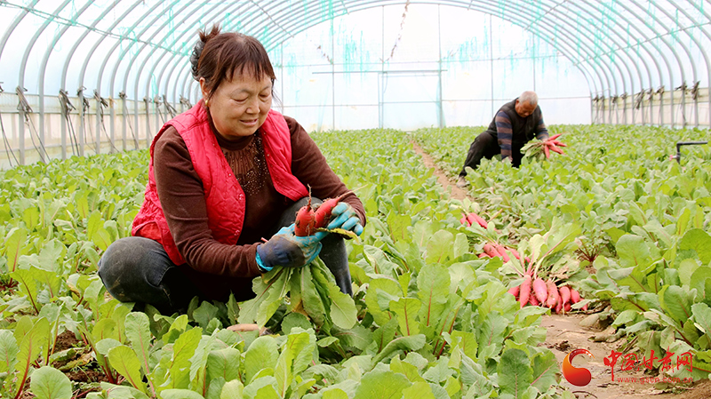成县：大棚春意浓 水萝卜变身 “金疙瘩”