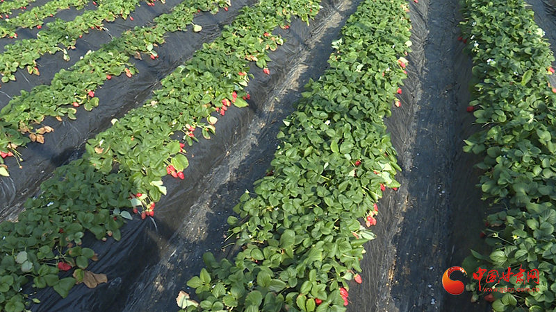 庄浪：温室棚里“燃”春日 蔬香满筐话“丰”收