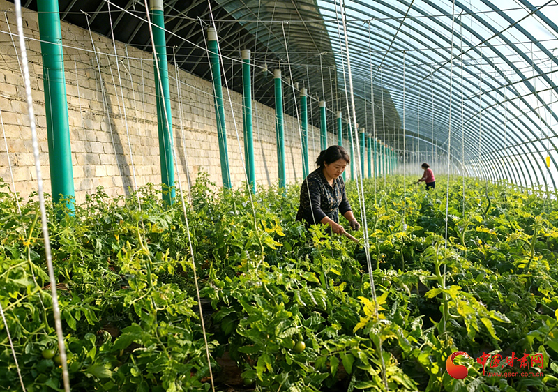金塔：大棚轮作多茬收 沃土生金富百姓