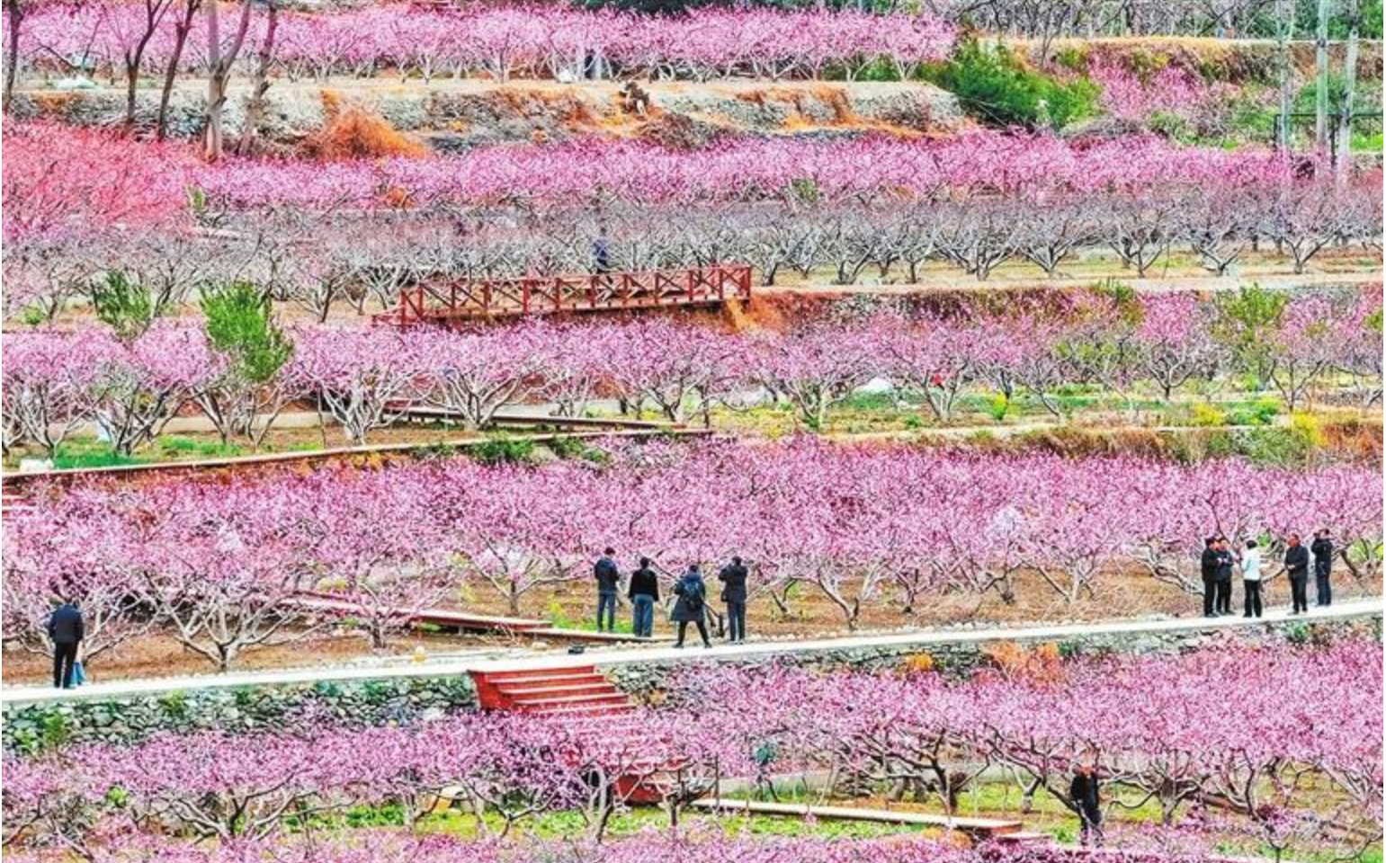 文县凡昌村漫山遍野的桃花竞相绽放