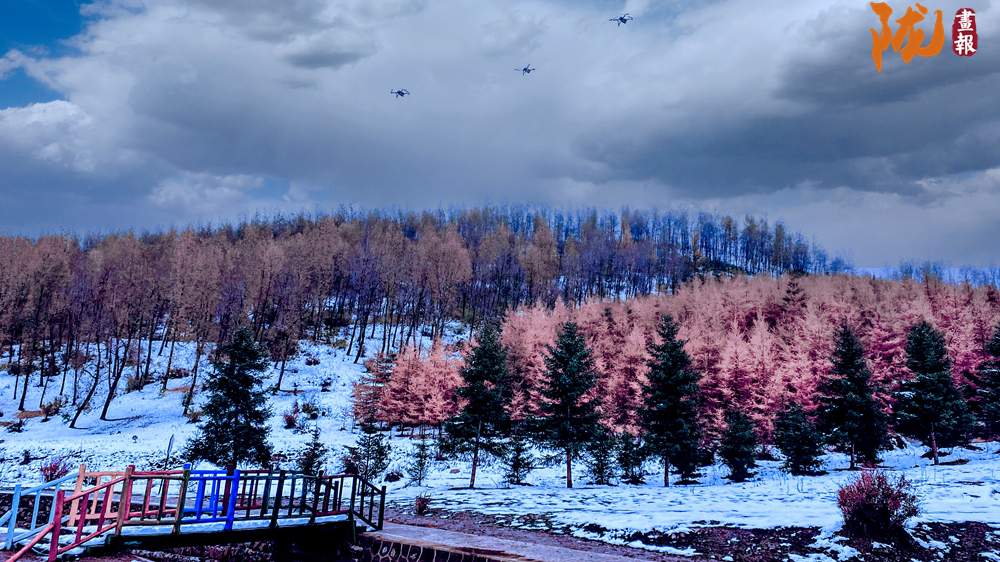 【小陇画报·474期】一场雪，悄然唤醒康乐的春天