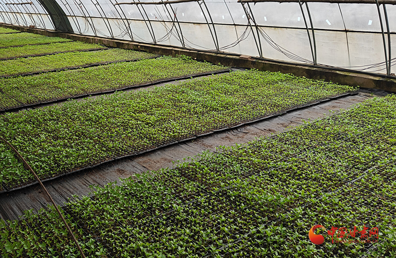 泾川：沃野春耕忙 增收有良方