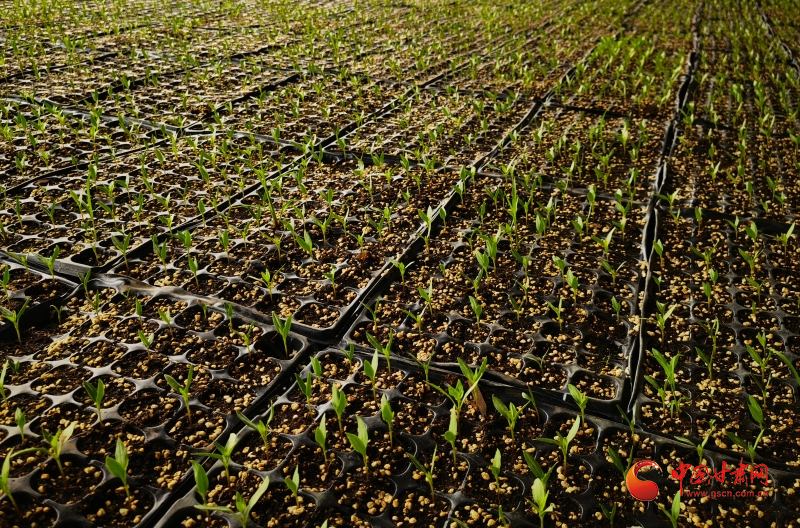 华亭：春染乡野千畦绿 农耕忙种“希望田”