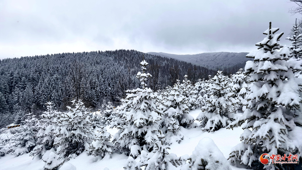 陇拍客|“水墨”太子山：一雪覆林海 丹青入静峦