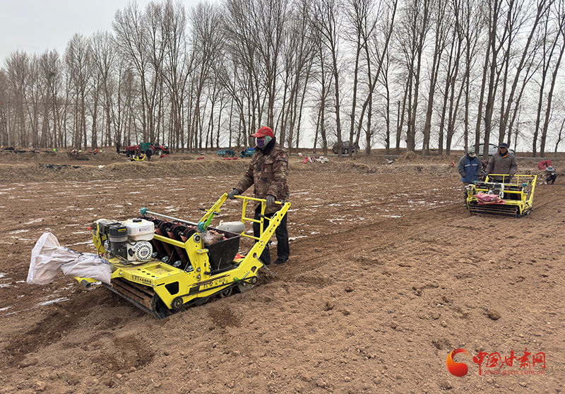 民乐：紫皮大蒜种出乡村振兴“金蒜盘”