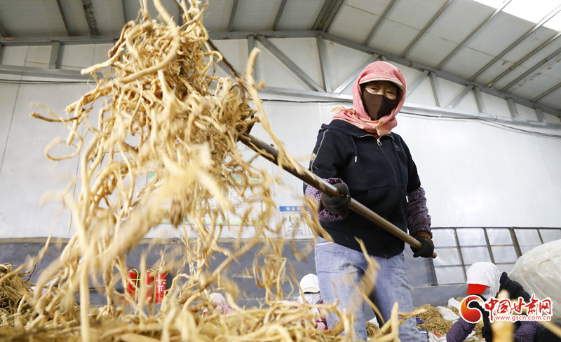 民乐：中药材加工忙