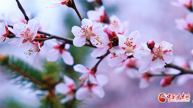 崇信春景：一城双桃韵，满目尽春情