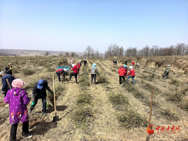 泾川：春季管护金银花 产业增收有“花”样