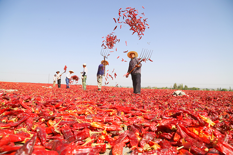 高台：土地流转“活”起来 乡村振兴“劲”更足