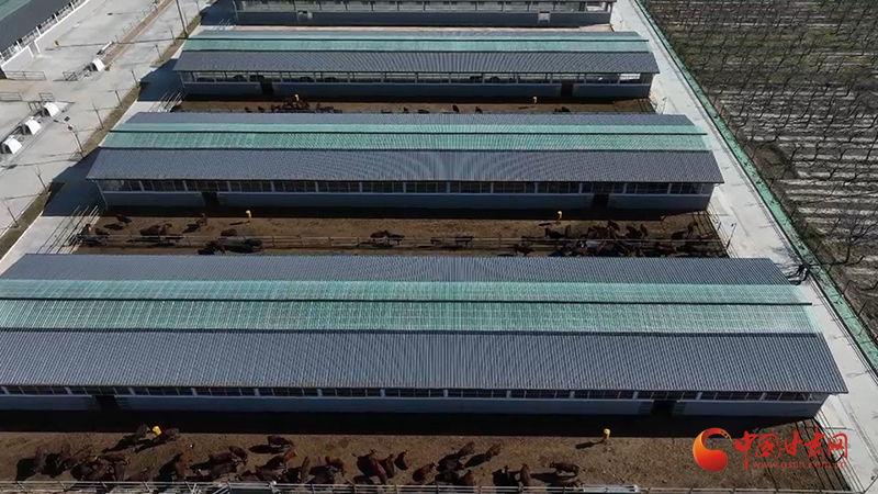 静宁：良种繁育为平凉红牛注入强劲“芯”动能