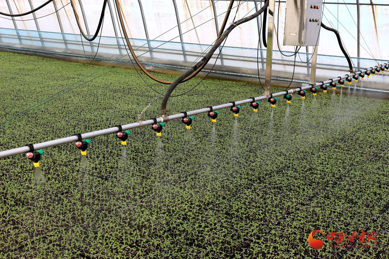 临泽：大棚吐新绿 椒苗管护忙