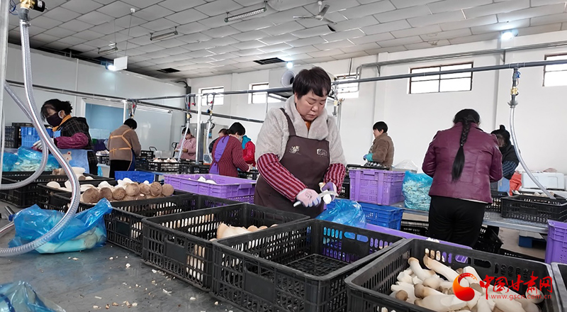宁县：杏鲍菇成群众增收致富“大产业”