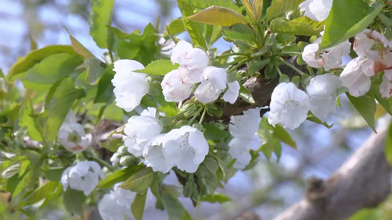 玉门:小小樱桃花 家门口的“致富花”