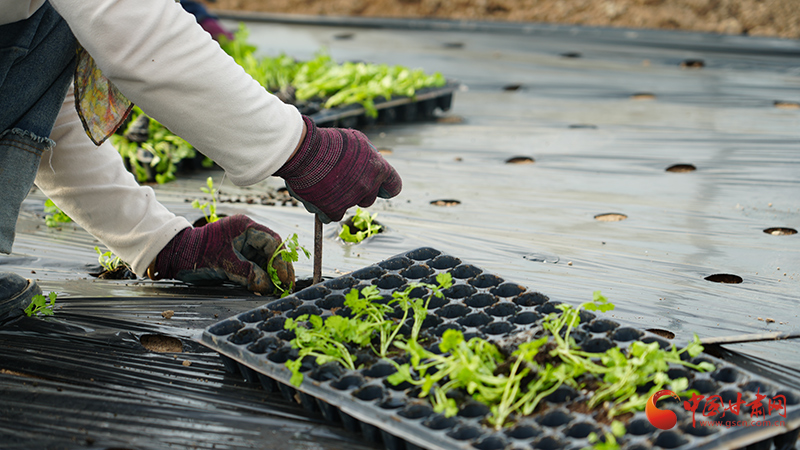 静宁：春植芹苗夯根基 特色兴业促增收