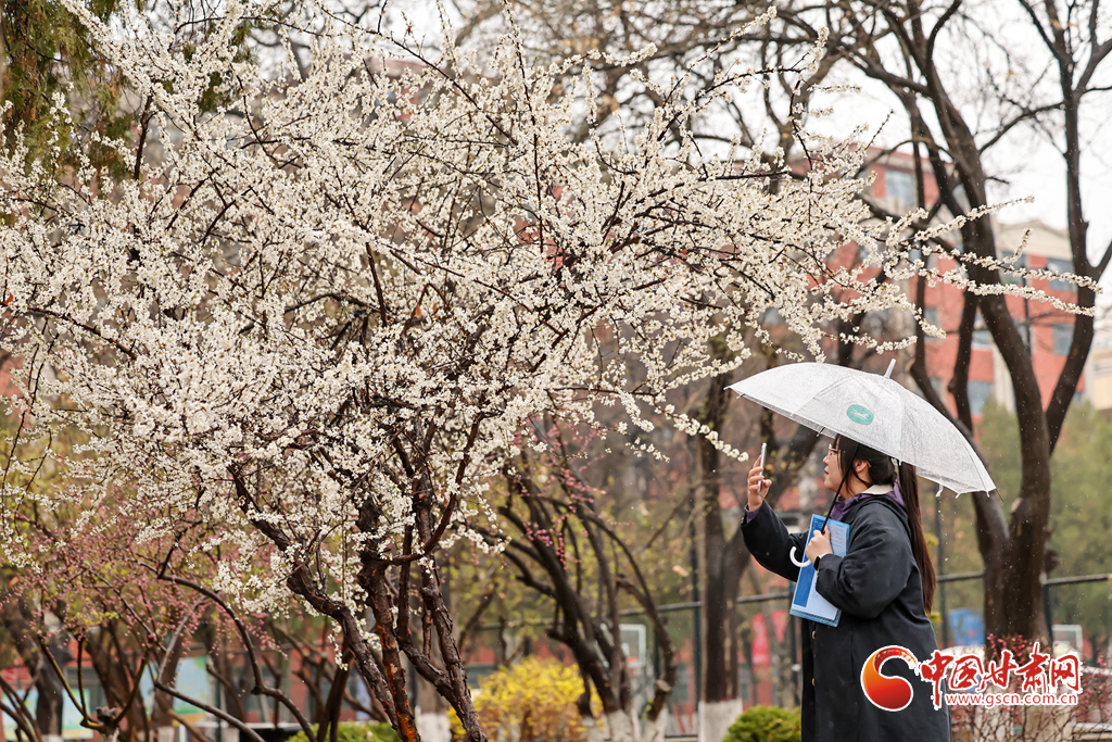 春动陇原·陇拍客丨兰州：细雨绵绵 大学校园春意浓