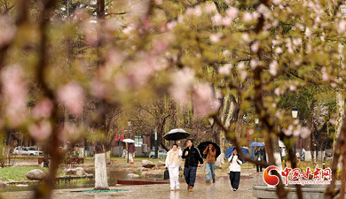 兰州：细雨绵绵 大学校园春意浓