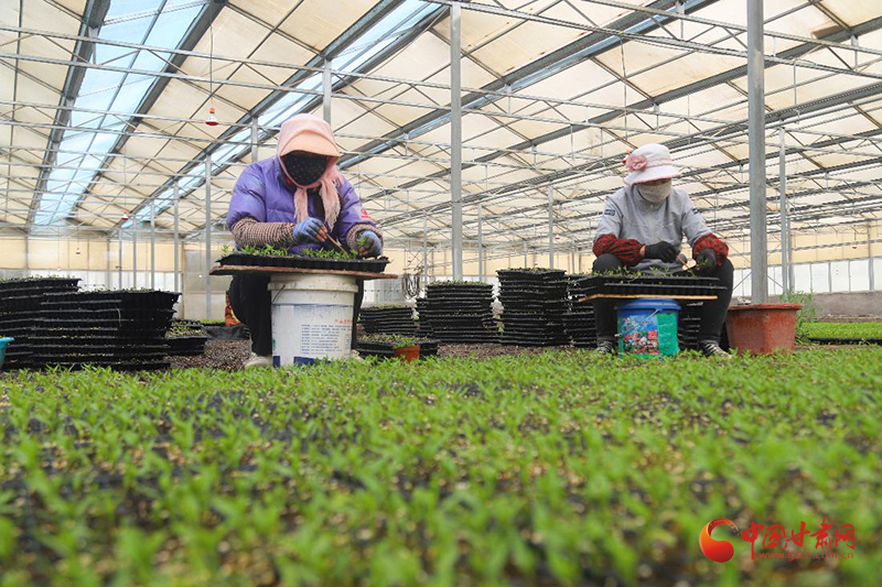 高台：椒苗“吐绿”管护忙“苗”绘产业振兴图