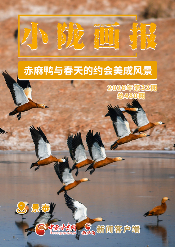 【小陇画报·480期】景泰：赤麻鸭与春天的约会美成风景