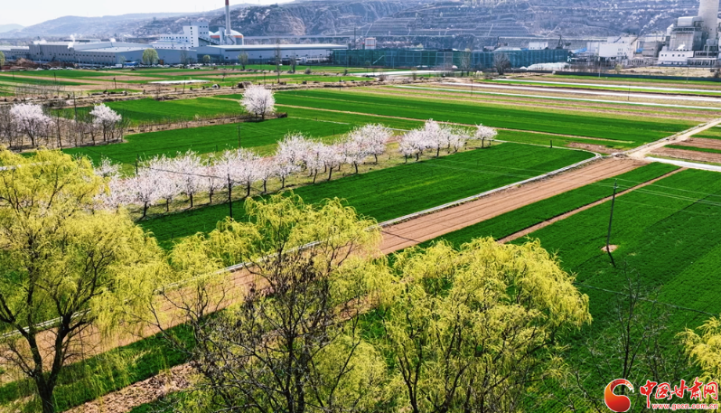 春动陇原·陇拍客丨平凉崇信：沃野铺翠绘就春日好“丰”景