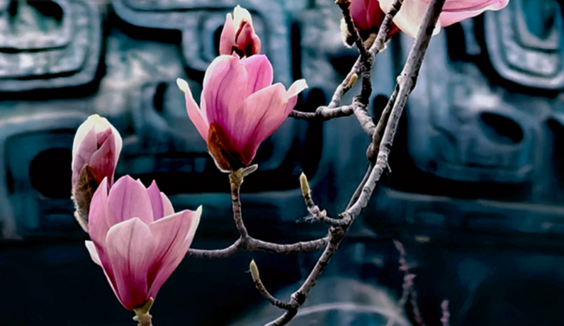 【小陇画报·479期】礼县：古韵与花，在春天里相遇成诗