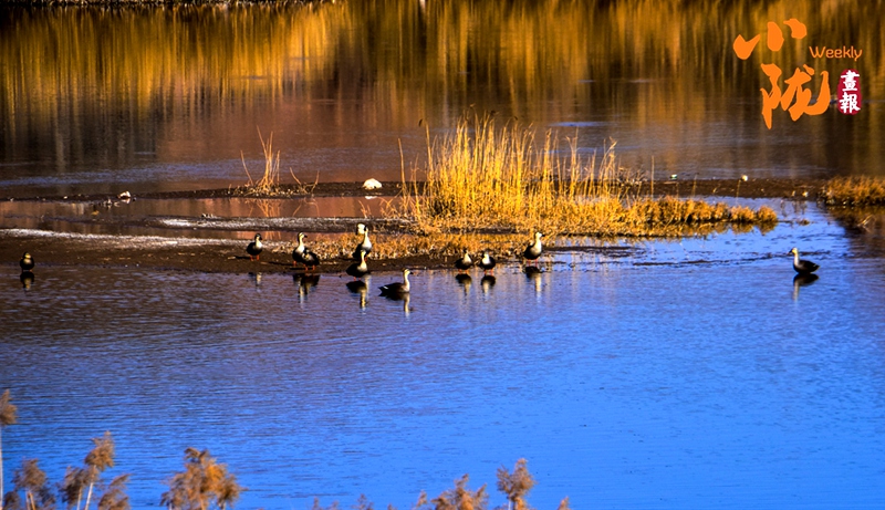 【小陇画报·480期】景泰:赤麻鸭与春天的约会美成风景