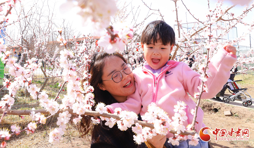 春动陇原丨甘州:千亩杏花迎春绽放 “农旅融合”带旺乡村游