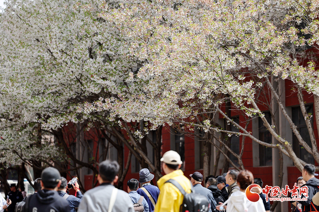 春动陇原丨兰州大学:樱花树下定格浪漫春光