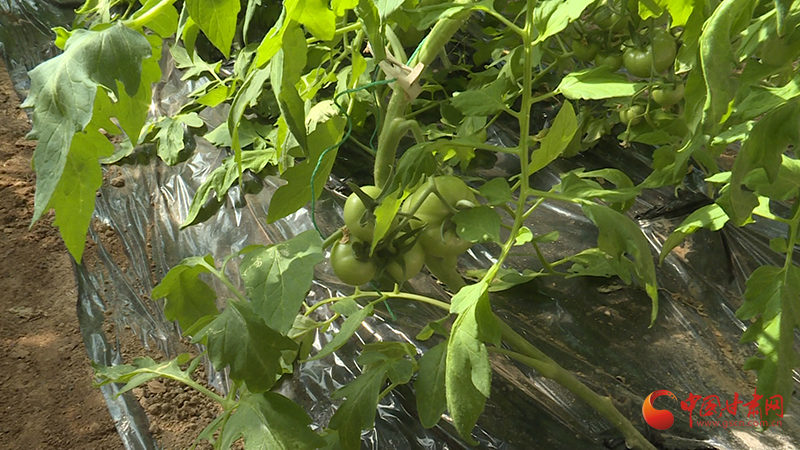 庄浪：棚外春潮涌 棚内“蔬”香浓
