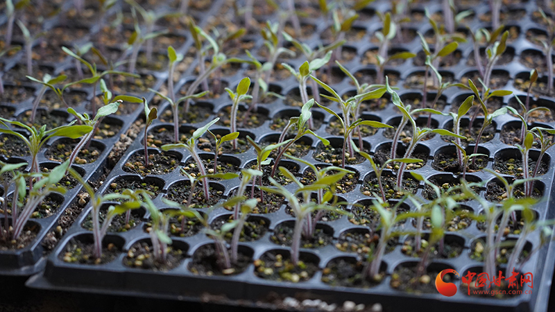 静宁：大棚产业铺就乡村致富路