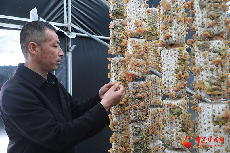 文县：木耳种植管护忙