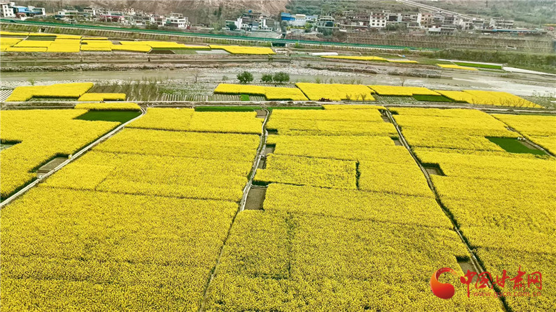 陇原春日“花经济” 释放乡村旅游新活力