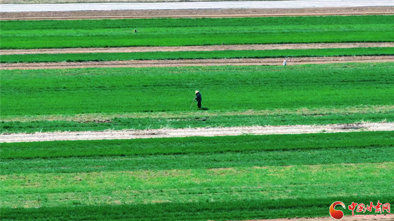 不负春光抢农时 甘肃沃野孕育丰收希望