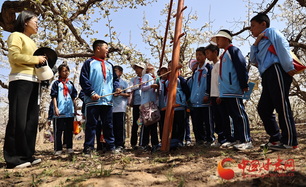 兰州皋兰什川明德小学古梨园研学现场侧记