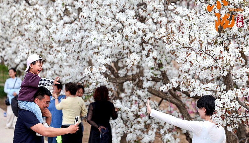 【小陇画报·483期】皋兰:梨花成雪,半园春秋半园诗