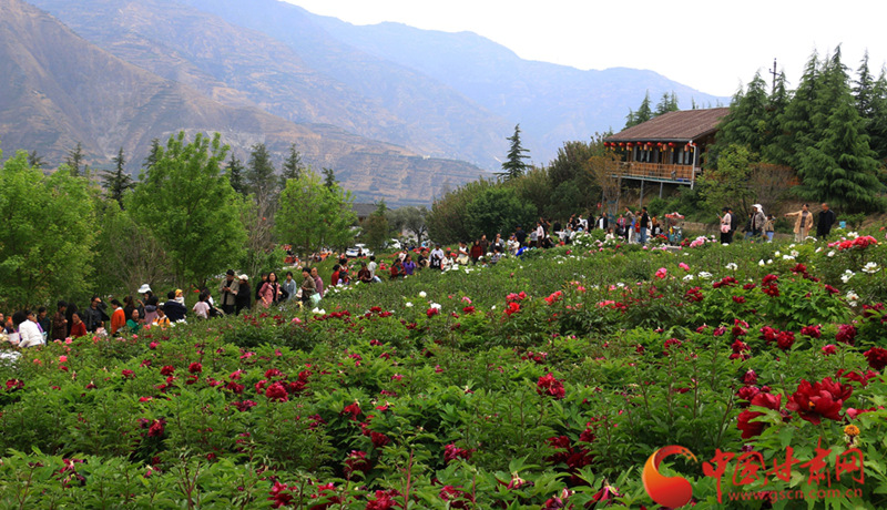 春动陇原丨武都：牡丹吐艳 一园花景待君来