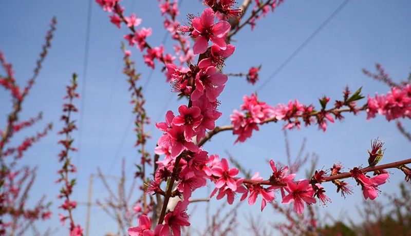 崇信:以花为媒激活乡村旅游活力