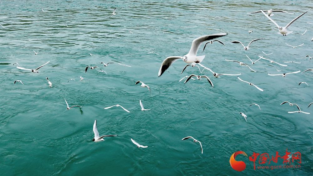 春动陇原丨永靖:一半花鸟诗意 一半人间烟火