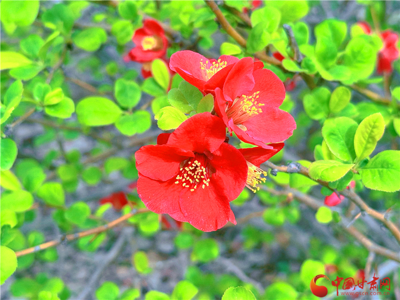 5月1日起擅自引进21类外来物种将面临最高25万元处罚