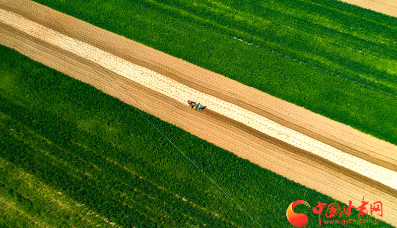临洮：洮水漾春 犁铧翻开丰收年