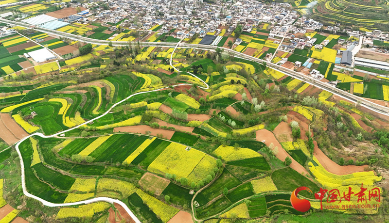 春动陇原丨成县：花染成州 春盈陇上