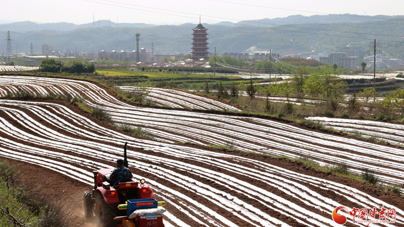 春动陇原丨华亭：凤仪宝塔花满廊 蒋家塬上春耕忙