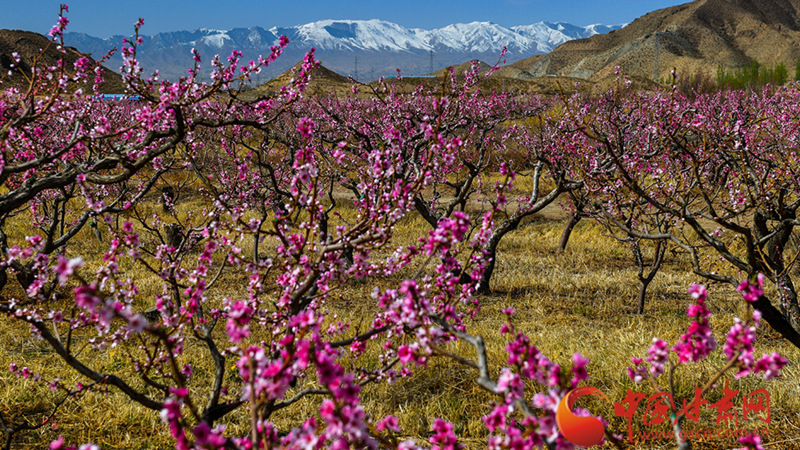 春动陇原丨景泰：桃梨园里话春景
