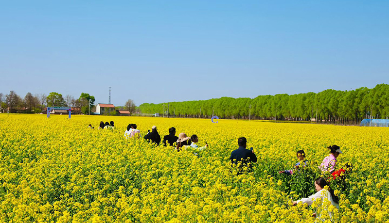 乡村振兴看甘肃|灵台：金色花海醉游人 农旅融合促振兴