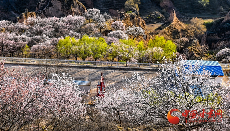 春动陇原丨华池：春染黄土塬 耕织新希望