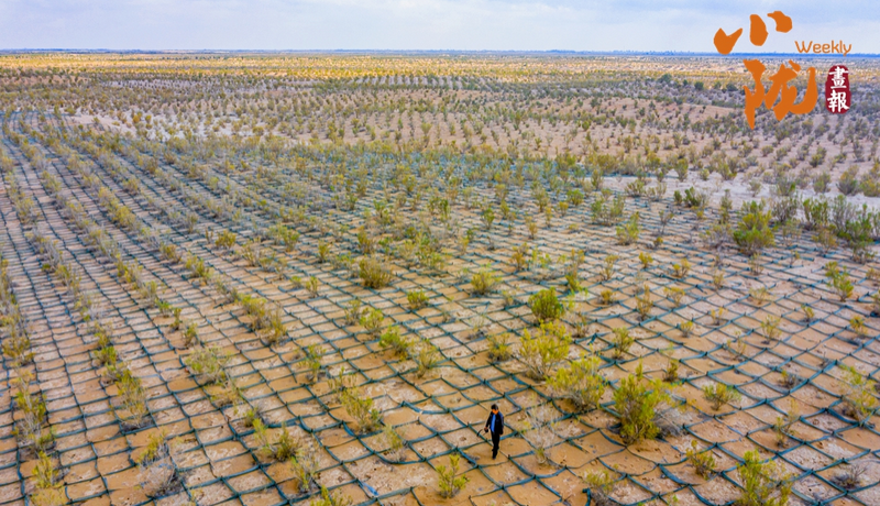 【甘快看·小陇画报·486期】民勤：方格锁黄沙 荒漠披新绿