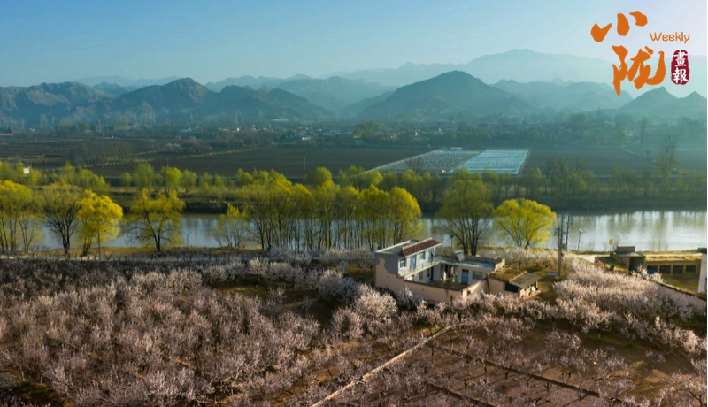 【小陇画报·488期】东乡：唐汪杏花的诗意与烟火