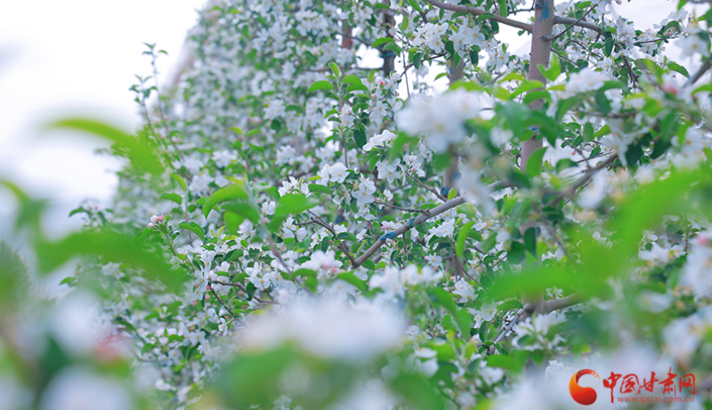 崇信：苹果花开满塬香
